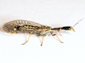 Xanthostigma xanthostigma